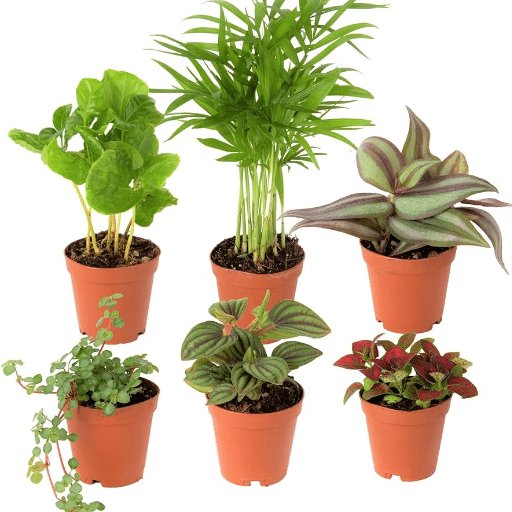 Specialty Easy-Care Plants
