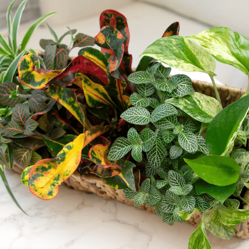 Popular Easy-Care Indoor Plants