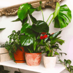 Introduction to Easy-Care Indoor Plants