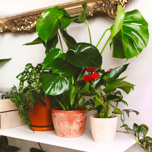 Introduction to Easy-Care Indoor Plants