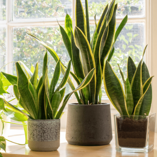 Tips for Thriving Indoor Plants