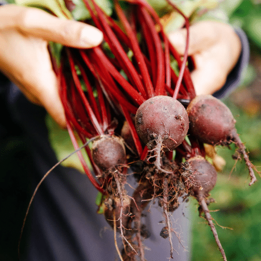 Cold-Tolerant Fast-Growing Vegetables