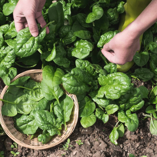 fast growing vegetables (3Top Fast-Growing Vegetables for Your Garden
