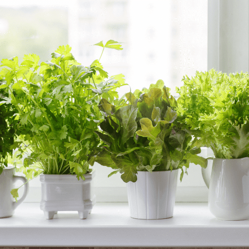 Using Grow Lights for Year-Round Indoor Gardening