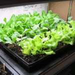 Tips for Successful Indoor Lettuce Gardening