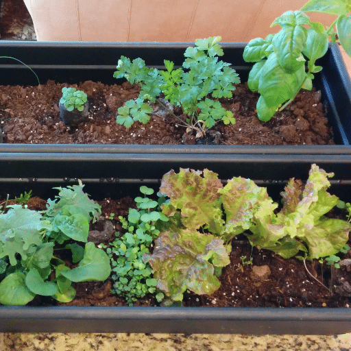 Watering and Nutrient Needs for Indoor Lettuce