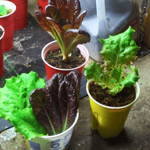 Lettuce Types for Indoor Growing