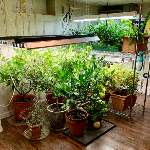 Essential Tools and Supplies for an Indoor Garden