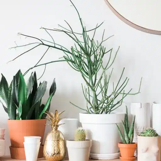 indoor gardening (3)