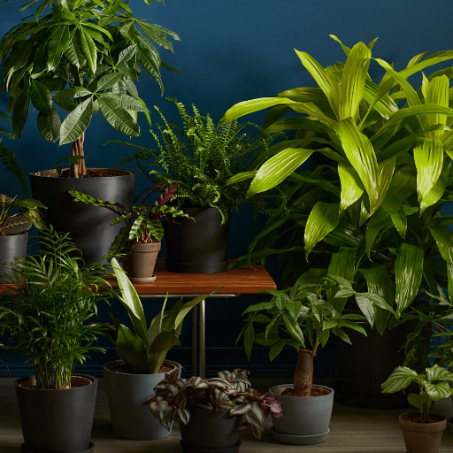 Best Low-Light Houseplants