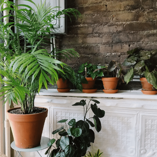 Other Notable Low-Light Plants