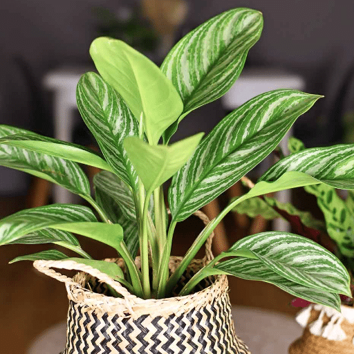 Care Tips for Low-Light Houseplants