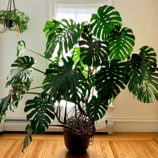 Creating the Perfect Environment for Indoor Plants