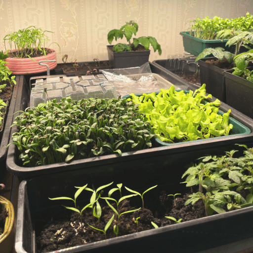 Best Vegetables to Grow Indoors