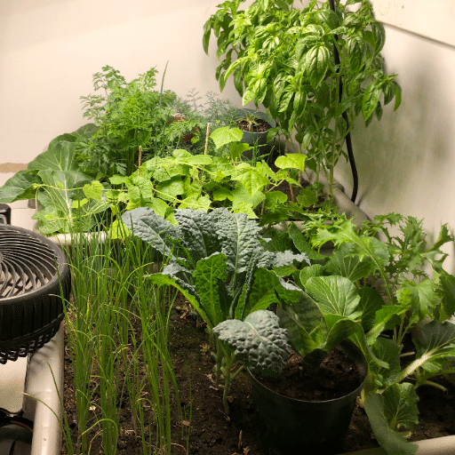 Overcoming Challenges in Indoor Gardening