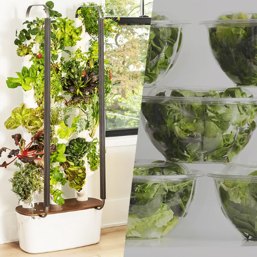 Introduction to Indoor Gardening