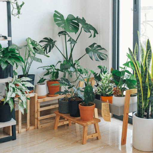 Indoor Gardening Techniques