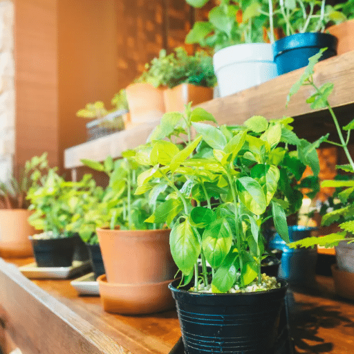 Starting Your Indoor Garden