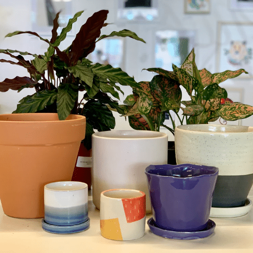 Features to Consider in Houseplant Pots