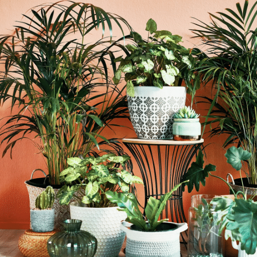 Choosing the Perfect Pot for Your Indoor Plants