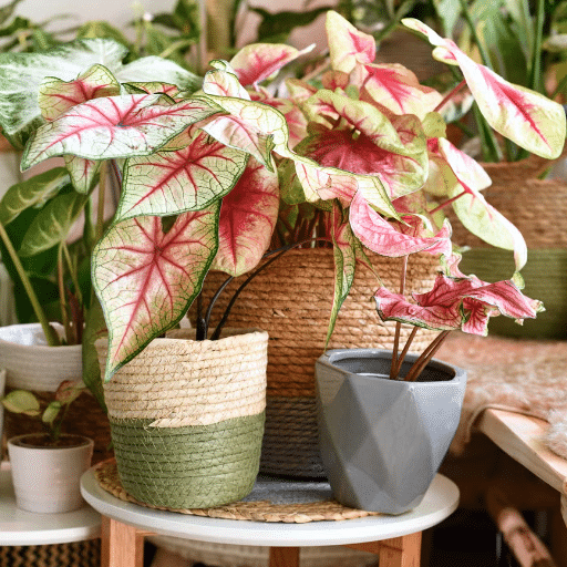 Specialized Indoor Containers for Unique Plants