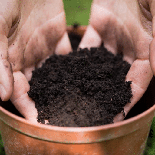 Types of Best Potting Soil