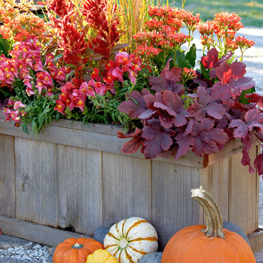 Low-Maintenance Fall Container Options