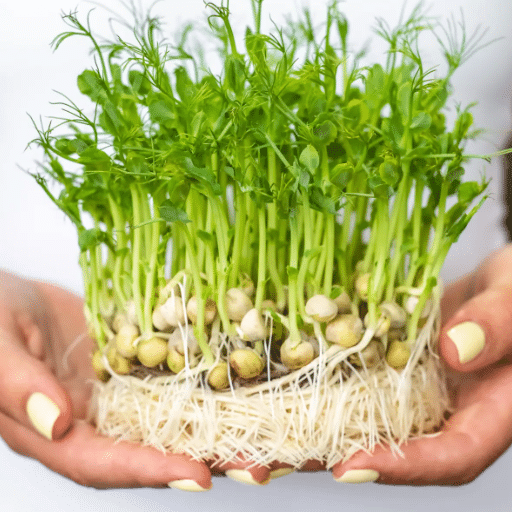 Popular Fast-Growing Vegetable Seeds