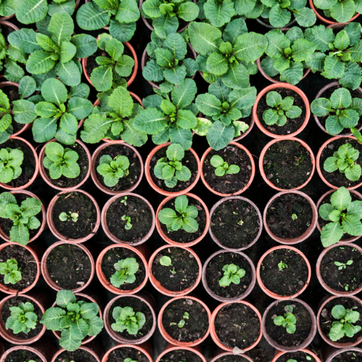 Seeding Techniques for Fast Growth