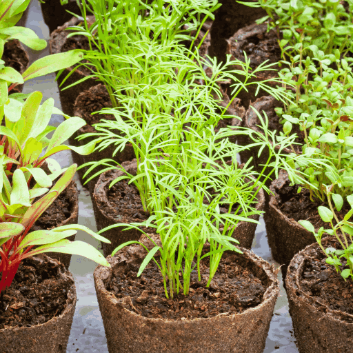 Harvesting Your Fast-Growing Crops