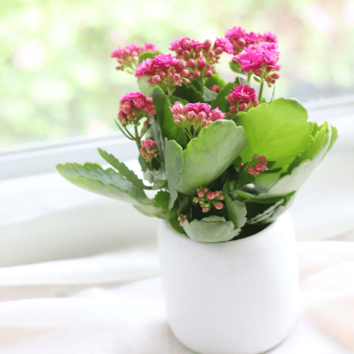 Care Tips for Indoor Blooming Plants