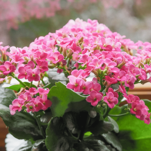 Choosing the Right Indoor Flowering Plant