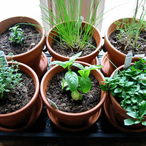 Choosing the Right Herbs for Your Indoor Garden