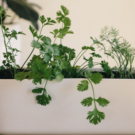 Caring for Your Indoor Herbs