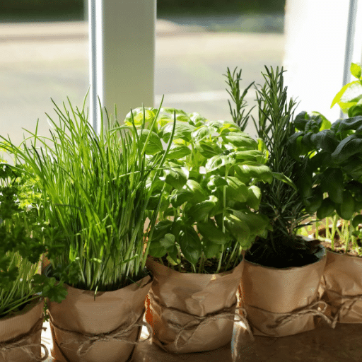Benefits of Growing Herbs Indoors