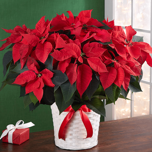 Indoor Holiday Plants for Your Home