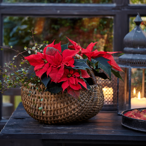 Choosing the Right Christmas Plants and Flowers