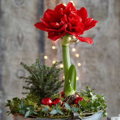 The Popular Holiday Plants