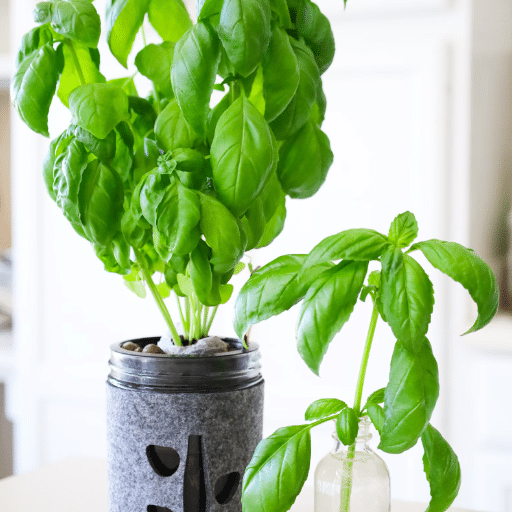 How to Grow Basil Indoors