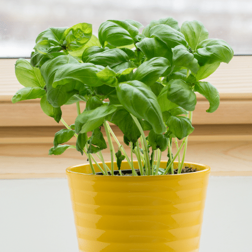 Planting and Propagating Basil