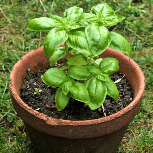 Tips and Tricks for Successful Indoor Basil Gardening