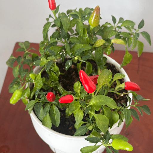 Optimal Conditions for Indoor Pepper Plants