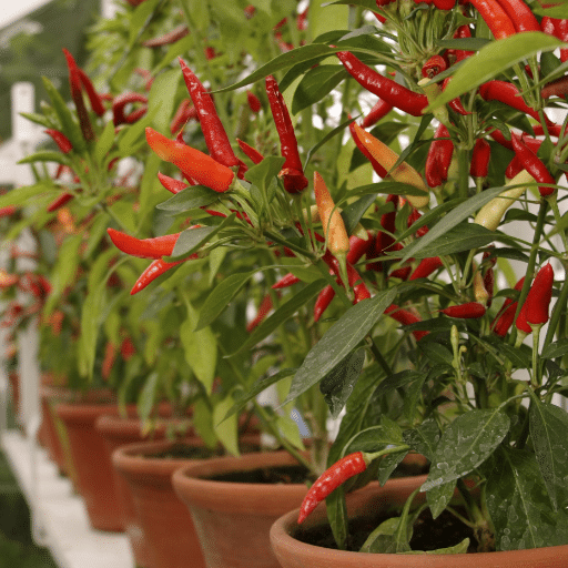 Care and Maintenance of Indoor Pepper Plants
