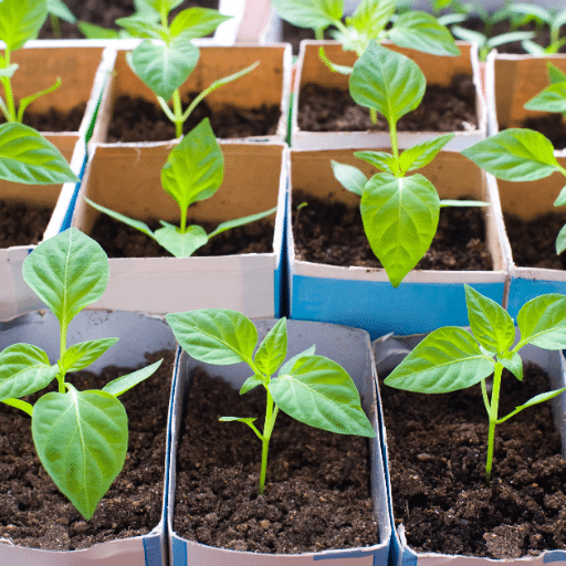 Starting Peppers Indoors