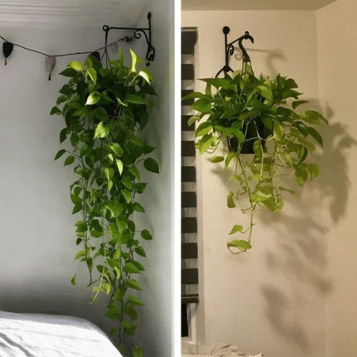 Understanding a Pothos Plant