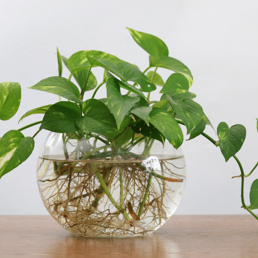 Care for Pothos