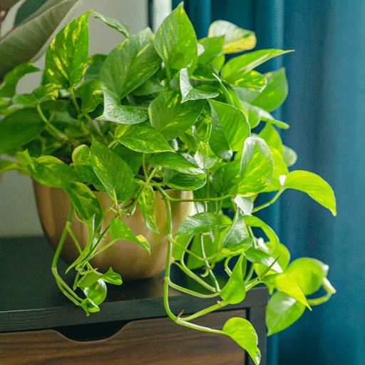 Pruning and Repotting Your Pothos