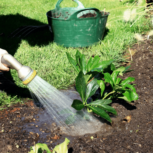 Watering Your Indoor Plants