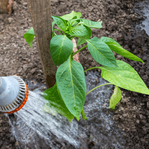 how to water plants (4)