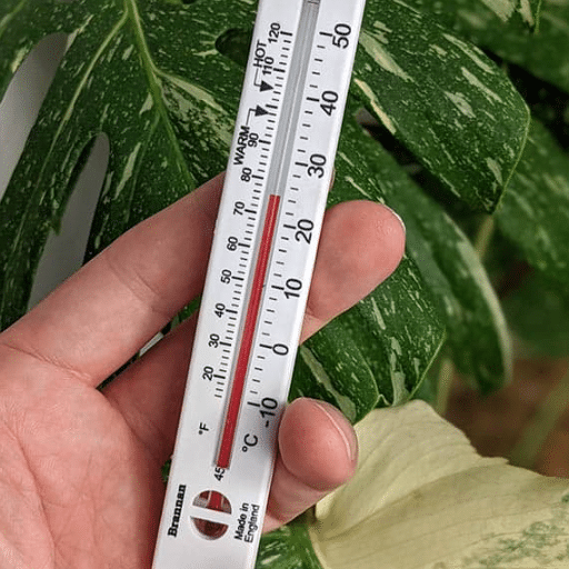 Ideal Temperature for Houseplants